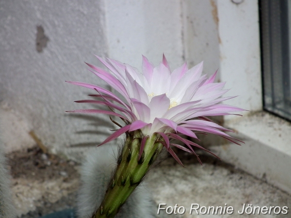 Echinopsis sjöborrekaktus